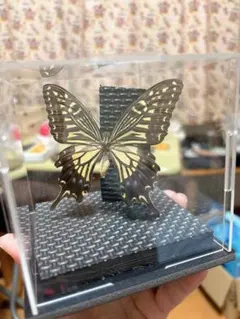 2026年最新】蝶々標本の人気アイテム - メルカリ