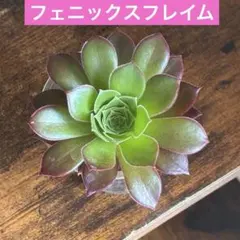 ①アエオニウム　フェニックスフレイム　多肉植物　カット苗1頭⭐️4/22カット済