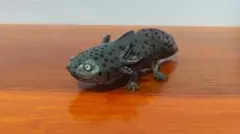 いきもの大図鑑レプティ メキシコサラマンダー ブラック