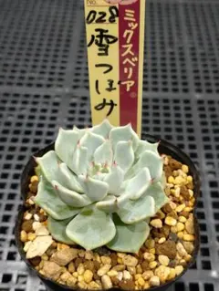 ㊳大きめ苗! 青鬼❣️祭囃子❣️紅染華❣️龍鱗蓮華❣️白銀姫❣️メルカリ便込 ㊳大きめ苗! 青鬼❣️祭囃子❣️紅染華❣️龍鱗蓮華❣️白銀姫