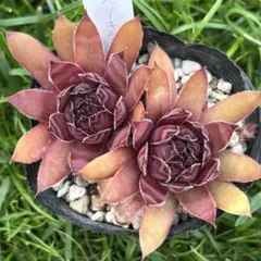 ラベンダーレース】②センペルビウム 多肉植物 - メルカリ