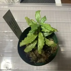 Bucephalandra.Diablo ブセファランド ラ ディアブロ - メルカリ