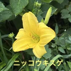 ニッコウキスゲ　苗　イエロー　山野草　宿根草　多年草　メルカリ便使用のサムネイル