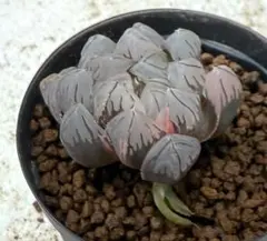 ハオルチア　オブツーサ錦　水中月　6