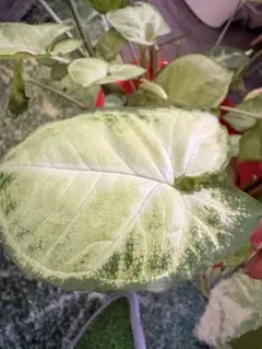 シンゴニウム 斑入り 観葉植物 水差し 根有
