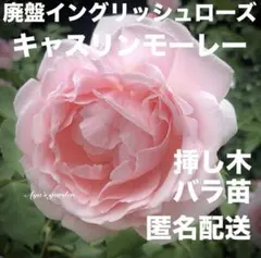 廃盤イングリッシュローズ キャスリンモーレー 挿し木 バラ苗 四季咲き ピンク