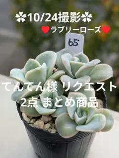 てんてん様 リクエスト 2点 まとめ商品