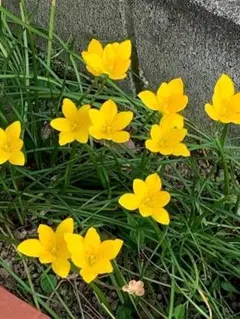 草花　黄花タマスダレ　種１００粒のサムネイル
