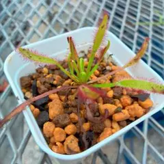 食虫植物ハエトリソウ biohazard 1 CK - メルカリ