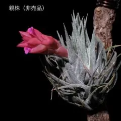 2025年最新】Tillandsia sprengelianaの人気アイテム - メルカリ