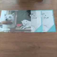SoftBank 白い犬 クリアファイル 4枚セット