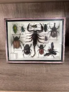 2025年最新】サソリ 標本の人気アイテム - メルカリ