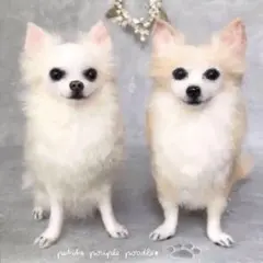 handmade 羊毛フェルト ☆  チワワ　犬　オーダー