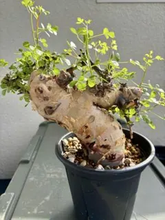 2025年最新】コミフォラ カタフの人気アイテム - メルカリ