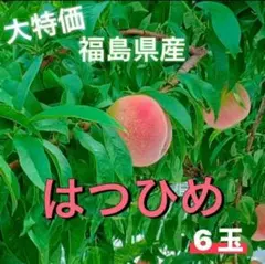 ❕大特価❕【期間限定】福島県産 極早生品種「はつひめ」6玉訳あり・ご家庭用のサムネイル