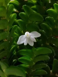 2026年最新】アングレカムディスティカムの人気アイテム - メルカリ