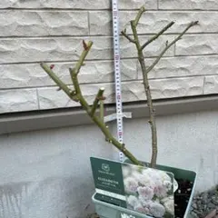 [専用①]のこのこ様 リクエスト 6点 まとめ商品