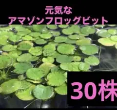 アマゾンフロッグピット(psb 光合成細菌　ホテイアオイ　ホテイソウ　アナカリスのサムネイル