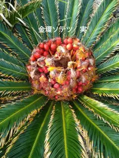 2025年最新】金環ソテツの人気アイテム - メルカリ