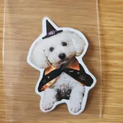 愛犬ステッカー　ハロウィンはなっち