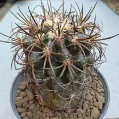 魔天竜 古株 大株 サボテン 多肉植物 ギムノカリキウム - メルカリ