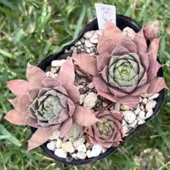 Devon Jewel センペルビウム 多肉植物 紫系 - メルカリ