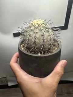 羅本製所 Copiapoa 黒王丸花季番紅花Robinceramicstudio - メルカリ