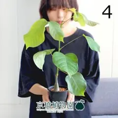 超美株　ボンバックス　プセウドボンバックス エリプティクム　メルカリ便