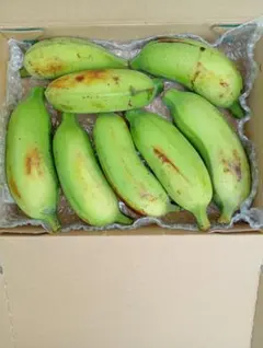 県産黄輝バナナ１㎏多蜜ブラジル原産のサムネイル