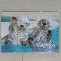 鳥羽水族館 メイちゃん 誕生日 福袋 大 缶バッジ グッズ ラッコ キラ