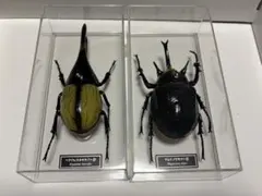 2026年最新】マルスゾウカブト標本の人気アイテム - メルカリ