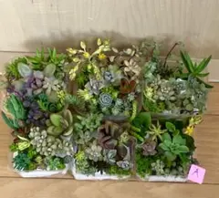 Ａ　多品種　カラフル　育て方メモ　多肉植物　紅葉が綺麗❤️6つセット