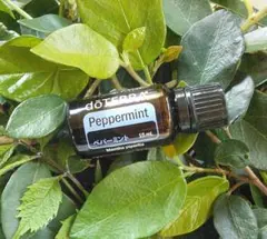 新品未使用品dōTERRA ペパーミント香料15mL - メルカリ