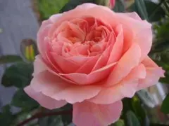 ザフライアー 6号スリット ER 芽接ぎ苗 イングリッシュローズ - メルカリ
