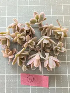 2026年最新】子持ち蓮華鏡花の人気アイテム - メルカリ