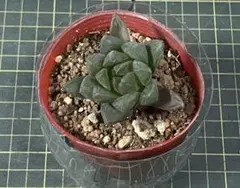 多肉植物 ハオルチア オブツーサ 1株　根付き　初心者
