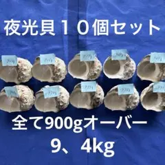 夜光貝　ヤコウ貝　まとめ売り　10個　9、4kg アクセサリー　ルアー