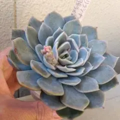 2025年最新】ミソップ ミソ苗の人気アイテム - メルカリ