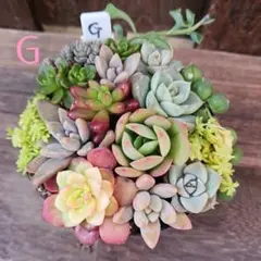 ♦️G♦️ルエラ　多肉植物 セダム 寄植え　細葉黄金万年草 抜き苗　カット