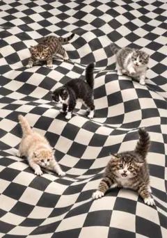 猫　デシダルアート　写真