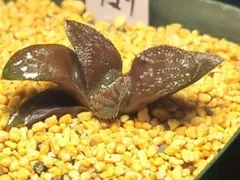 多肉植物　ハオルチア シルバーレイン　実生　757のサムネイル