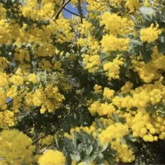ミモザの種 20粒