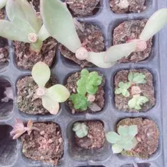226 訳あり特価‼︎ 　多肉植物　人気種　繁殖株セット♡