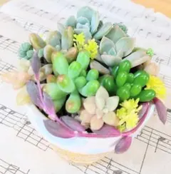 多肉植物 (セダム等)カット苗セット※寄せ植え等に