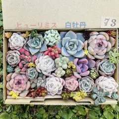 ✾73多肉植物　エケベリア　寄せ植えセット　詰め合わせ　カット苗