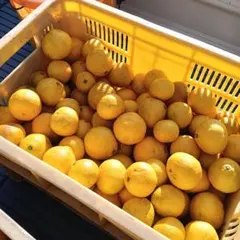 【タカ様専用】訳あり 媛小春 約2.7kg ご家庭用 有機栽培