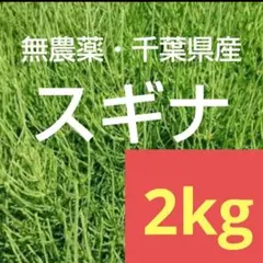 【無農薬】スギナ 2kg 受注後収穫のサムネイル