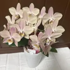 蘭工房⭐️ミディ胡蝶蘭⭐️マザーチーク2鉢③ - メルカリ