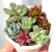 多肉植物６種★カット苗寄せ植え★クラウディア　月花美人　樹氷　虹の玉　ブロンズ姫