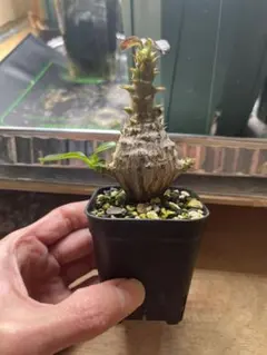 2025年最新】ウィンゾリーの人気アイテム - メルカリ